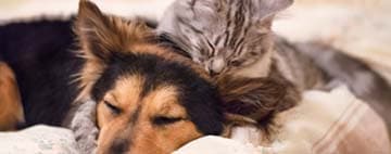 How to Change Your Pet's Food